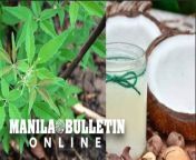 Clinical trials show that lagundi, a native shrub traditionally used as herbal medicine, and virgin coconut oil (VCO) are effective in treating mild coronavirus disease (COVID-19) symptoms, an official of the Department of Science and Technology (DOST) said on Thursday, Jan. 20.&#60;br/&#62;&#60;br/&#62;READ MORE: https://mb.com.ph/2022/01/20/lagundi-vco-natural-remedy-against-mild-covid-19-symptoms-dost/