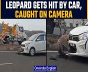 A disturbing video of a leopard which was hit by a car has taken the internet by storm. In the video the leopard can be seen struggling to free himself after being stuck under the bonnet of the vehicle post being hit by the vehicle. The location where the incident took place is not yet known but has garnered the attention of the netizens and the wildlife activists as well. &#60;br/&#62; &#60;br/&#62;#LeopardHit #CarHitsLeopard #Nashik