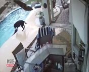 It&#39;s a doggie lifeguard to the rescue! Video shows a dog named Remus try to help his buddy Smokey, also a dog, who fell into a pool in Arizona and couldn&#39;t get out.