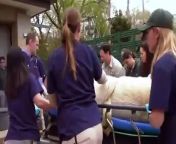 Veterinary staff performed a medical exam on a polar bear this week at an Illinois zoo. They also extracted semen to help sustain the population of the bears, which are threatened in the wild.