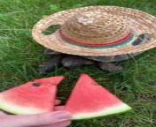This person patiently fed some watermelon to a tortoise. They made them wear a sombrero and watched them take their time to nibble on the watermelon slices.