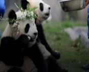 China to Send Pandas , to San Diego Zoo.&#60;br/&#62;On Feb. 22, China&#39;s state-run news agency, Xinhua, said that the China Wildlife Conservation Association...&#60;br/&#62;... has made deals regarding &#92;