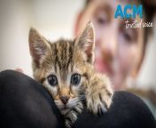 North East Animal Sanctuary Tasmania owner Michelle Jesson has taken on three kittens that were abandoned in a cardboard box. Video by Aaron Smith