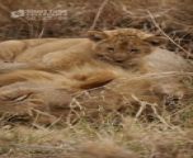 Cute Baby Lion - The Sleeping Lion Father&#39;s Body Is A Good Slide!&#60;br/&#62;Funny and Cute Animal Cubs Videos 2024&#60;br/&#62;Animals, Wildlife, Wild Babies, Wild Animals, Nature Documentary 4K&#60;br/&#62;&#60;br/&#62;▶️ Short Tube Playlist&#60;br/&#62;https://youtube.com/playlist?list=PLf2a2iB3mpVfBGVZIO-fQLOp7Q_O9M_QA&#60;br/&#62;&#60;br/&#62;this short video is just for entertainment (laugh, funny, amazed, happy, adorable and etc) there is nothing bad in it, every video is work of its own for its original owner and i support them.&#60;br/&#62;&#60;br/&#62;forgive me if there are word mistakes in editing&#60;br/&#62;enjoy watching and hope you all can be entertained&#60;br/&#62;&#60;br/&#62;&#60;br/&#62;#shorts #animals #babylions #lioncubs
