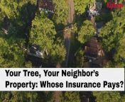 Whose Insurance Pays and how to be a good neighbor when your tree drops by uninvited?