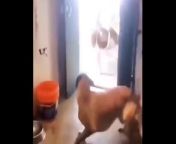 Try Not To Laugh Dogs And Cats- Funniest Animals Video 2024&#60;br/&#62;Funny animals, funny animal videos, funny dog videos, funny cat videos, funniest animals, funny videos, funny videos, funny cats and dogs, cute animals, funny dogs, funny animal life, funny cats, world of funny animals, funny animal video , funny pets, funny animals cats and dogs, animal videos, funny animals 2024, funny cat, funny, funny animal moments, funniest dogs, funniest animal videos, best 2024, cat videos, funniest cats, funny dog, best animal videos&#60;br/&#62;