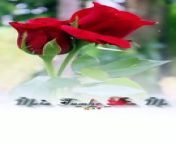Rose Flowers#viral #todayawakesome #Rose from sharifah rose nude
