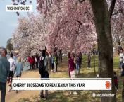 The National Park Service says this year&#39;s cherry blossom peak will come before March 26, well ahead of the historical average.