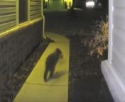 In this humorous CCTV footage, a mischievous raccoon is caught stealing a delivery package from a house porch. The raccoon&#39;s antics add a comedic element to the scene as it scampers away with its pilfered prize. Raccoons are known for their curious and resourceful nature, often getting into mischief in urban environments. The video serves as a reminder of the unexpected encounters with wildlife that can occur in everyday settings, highlighting the playful side of these clever critters.&#60;br/&#62;Location: Tipp City&#60;br/&#62;WooGlobe Ref : WGA414604&#60;br/&#62;For licensing and to use this video, please email licensing@wooglobe.com