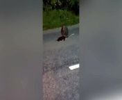 A startled motorist has captured footage of a wallaby bouncing along a main road - in Devon.&#60;br/&#62;&#60;br/&#62;The driver pulled over near Crediton after the marsupial appeared at the side of a main road.
