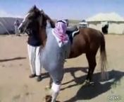 This chubby Arab tries to mount a horse but ends up body slammin the horse instead.
