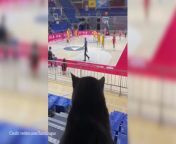 Watch: Serbian cat loves the Euroleague! from cat mp