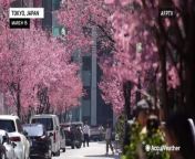 Residents and visitors to Tokyo, Japan, enjoyed the early bloom of cherry blossoms around the capital on March 15.