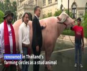 Thai Prime Minister Srettha Thavisin takes the bull by the horns as he welcomes an unusual visitor to his offices -- an enormous white buffalo known as Ko Muang Phet, that recently sold for &#36;500,000.