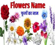learn names of flowers &#124; फूलों के नाम &#124; names of flowers with pictures &#124; learn flowers name,&#60;br/&#62;#learnflowersname #20_flowers_name #learn_name_of_flowers_name