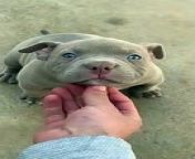 8 weeks old pitbull with blue eyes from pitbull blowjob