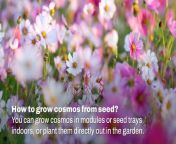 Tips and advice on growing Cosmos flowers this season.