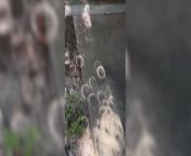 Video shows beautiful moon-shadows on the ground from solar eclipse from most beautiful nude little virgin pussy fucking photo