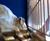 Old film❤️American Bulldog 5 yr old under Tent - such a Beautiful Girl - Heart Melted practicing sitting & lying down at Pima Animal Care Center❤️4000 N. Silverbell Tucson AZ 520-724-5900 on 3-19-2017Old film from hot yr
