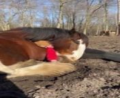 This woman, a volunteer at a ranch, cuddled with this Clydesdale Horse named Charlie. When Charlie had lied down for a nap in dry lot pasture, she cuddled up with them.