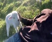 Cute Lamb Needs Attention from calf riding