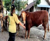 How to breed cow and buffalo bull in my village krec sukakaya from full xxx bull