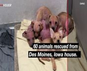 The Animal Rescue League found these dogs and cats at a house in Des Moines, Iowa.Veuer&#39;s Elizabeth Keatinge has more.