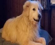 This playful dog, Autolycus, is a mix of Pyrenees and Husky. He has a mild deformity in one of her hind legs.&#60;br/&#62;&#60;br/&#62;This doesn&#39;t hinder her spirit; in fact, it adds to his endearing character.&#60;br/&#62;&#60;br/&#62;One of his favorite pastime activities is singing along with her owner.&#60;br/&#62;&#60;br/&#62;When his owner began to howl, Autolycus eagerly joined in, mimicking the melody with playful enthusiasm.&#60;br/&#62;&#60;br/&#62;His howls echoed with a sense of happiness and connection. His owner, clearly appreciative of it&#39;s musical interludes, affectionately referred to him as a &#39;good guy&#39;, acknowledging the shared moments of harmony between them. &#60;br/&#62;Location: Sandston, United States&#60;br/&#62;WooGlobe Ref : WGA367195&#60;br/&#62;For licensing and to use this video, please email licensing@wooglobe.com