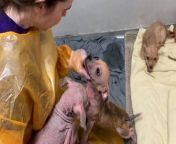 A group of 60 live animals have been rescued from a filthy house - including days-old puppies.&#60;br/&#62;&#60;br/&#62;The house in Des Moines, Norwalk, Iowa was attended to by The Animal Rescue League (ARL) and Norwalk Police.&#60;br/&#62;&#60;br/&#62;They discovered 57 dogs and puppies, some of which were dead, and 3 cats living in awful conditions.&#60;br/&#62;&#60;br/&#62;Waste and trash covered the floors, with the smell described as being overwhelming.&#60;br/&#62;&#60;br/&#62;The dogs were crawling with fleas with many of the dogs and puppies having hair loss, and skin that was red raw from constant scratching.&#60;br/&#62;&#60;br/&#62;Other dogs had scarred, cloudy eyes- with one hopping around on three legs.&#60;br/&#62;&#60;br/&#62;ARL Animal Welfare Intervention Coordinator, Robyn Dobernecker, said: “We never know when the next call for help is going to come.&#60;br/&#62;&#60;br/&#62;&#92;