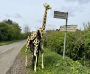 Puppeteer Sebastian Mayer is walking a life-size giraffe puppet, named Zarafa, from Grimsby to Skegness, making his way 85km (52 miles) through the Lincolnshire Wolds this week in aid of Lincolnshire Wildlife Trust.&#60;br/&#62;Here&#39;s reporter Rachel meeting Seb and Zarafa near St Mary’s church in Harrington. You can donate to Sebastian’s campaign at www.justgiving.com/page/giraffetoskegness