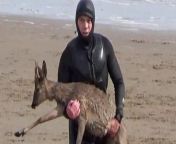 This is the bizarre moment a hero paddleboarder saved a DEER from drowning after it was chased into the sea by a dog.&#60;br/&#62;&#60;br/&#62;Shocked witnesses watched as the helpless animal struggled to keep its head above the waves at Cleethorpes, Lincs.&#60;br/&#62;&#60;br/&#62;The deer was dragged further out to sea by the current until a paddleboarder came to its rescue.&#60;br/&#62;&#60;br/&#62;Onlooker Bruce Martin filmed the incredible scenes which unfolded on Saturday (27/4) morning.&#60;br/&#62;&#60;br/&#62;Bruce said: &#92;