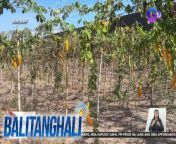 Araw-araw naman dinidiligan!&#60;br/&#62;&#60;br/&#62;&#60;br/&#62;Balitanghali is the daily noontime newscast of GTV anchored by Raffy Tima and Connie Sison. It airs Mondays to Fridays at 10:30 AM (PHL Time). For more videos from Balitanghali, visit http://www.gmanews.tv/balitanghali.&#60;br/&#62;&#60;br/&#62;#GMAIntegratedNews #KapusoStream&#60;br/&#62;&#60;br/&#62;Breaking news and stories from the Philippines and abroad:&#60;br/&#62;GMA Integrated News Portal: http://www.gmanews.tv&#60;br/&#62;Facebook: http://www.facebook.com/gmanews&#60;br/&#62;TikTok: https://www.tiktok.com/@gmanews&#60;br/&#62;Twitter: http://www.twitter.com/gmanews&#60;br/&#62;Instagram: http://www.instagram.com/gmanews&#60;br/&#62;&#60;br/&#62;GMA Network Kapuso programs on GMA Pinoy TV: https://gmapinoytv.com/subscribe