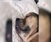 When this adorable Staffie woke up from this nap, he didn&#39;t notice his owner was in the house. She captured his reaction, as he waited for her to come home.