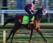 Kentucky Derby Preview: Some Top Picks and Dark Horses from saudi young