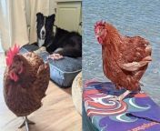 An ex-battery hen is living her best life after being rescued - and now goes surfing, on camping trips and loves having her feathers blowdried. &#60;br/&#62;&#60;br/&#62;Wendy, an isa brown chicken, moved in with Lauren Williams, 43, and her husband, Matt, 44, a nurse, in February 2022 and has been treated like a princess ever since. &#60;br/&#62;&#60;br/&#62;The couple got the hen from a contact who rescues battery hens before they are slaughtered and Wendy arrived with a damaged leg and no tail. &#60;br/&#62;&#60;br/&#62;But she is now ruling the roost at Lauren and Matt&#39;s home in Perth, Australia - where she hops to the fridge when she fancies being handfed blueberries or grapes. &#60;br/&#62;&#60;br/&#62;Wendy lives indoors with the pair and they take her out on day trips - carrying her around in a sling or pushing her in a pram if the weather&#39;s hot. &#60;br/&#62;&#60;br/&#62;They take Wendy on camping holidays and she&#39;s even had a go at surfing when Lauren popped her on a board during a day at the beach. &#60;br/&#62;&#60;br/&#62;Lauren, a bookkeeper and pet sitter, said: &#92;