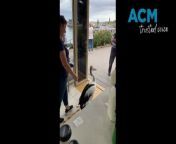 A pelican has become a problematic regular visitor to Levendi cafe in Wollongong. Video by Nadine Morton, supplied