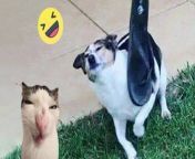 Laugh Out Hard With Funny Cat & Dog Complication of 2024 from cat massage