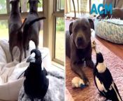 Molly the inst-famous famous Aussie magpie who rose to stardom after becoming best friends with a staffy dog has been seized by authorities amid accusations it was being kept “unlawfully”.