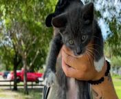 Couple finds a kitten in the park, but the guy&#39;s not a cat person...❤️