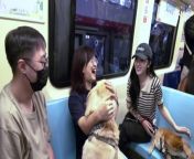 Taipei Metro rolled out pet-friendly cars in a one-day event celebrating World&#39;s Pet Day, allowing furry friends to socialize with passengers without the confinement of a carrier or a stroller.
