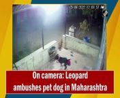 Amid the increasing leopard activities in a village of Nashik, a heart-breaking CCTV footage of a pet getting attacked by a leopard has emerged on June 6. The leopard was seen attacking the pet at the village residential area. &#60;br/&#62;&#60;br/&#62;While speaking to ANI, Nashik Deputy Conservator of Forest Pankaj Garg said, “We appeal to the people of Mungsare village to remain indoors at night as leopard activity has increased in this area. People must remain alert.” &#60;br/&#62;