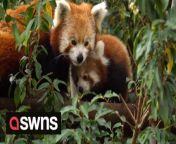 Little Red, a baby red panda, who gave a ray of hope to conservationists everywhere, has begun to take its first steps outside.The cub, who was born on the 16th of June - just a month after the death of its father Nam Pang - seems keen to explore, much to the keepers&#39; delight and relief.Footage, filmed by Paradise Wildlife Park, in Hertfordshire, saw Little Red tentatively exploring it&#39;s enclosure, under the watchful eye of mother, Tilly.The park had hoped to determine the sex of the cub, however, the little ball of fur was too much of a handful for the vet to accurately check, and it still remains unnamed. It plans to put Little Red&#39;s new name up for a public vote soon - once the little fidget calms down to the checks to be made accurately.Although park keepers and guests are big fans of the little one&#39;s outside adventures, mum, Tilly, is not. She has been having a hard time letting Little Red fly the coop.A spokesperson of the park said: &#92;