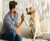 Research Suggests , Dogs Can Distinguish , Foreign Languages.&#60;br/&#62;NBC reports that researchers in Hungary have found &#60;br/&#62;that dogs can recognize when someone is speaking &#60;br/&#62;their owner&#39;s native language or a foreign one. .&#60;br/&#62;According to brain scans from 18 dogs, different areas &#60;br/&#62;of the dogs&#39; brains would light up depending on whether &#60;br/&#62;the dog heard a familiar or foreign language. .&#60;br/&#62;Dogs are really good in &#60;br/&#62;the human environment. &#60;br/&#62;We found that they know more than &#60;br/&#62;I expected about human language, Laura Cuaya, a postdoctoral researcher &#60;br/&#62;at the Neuroethology of Communication Lab &#60;br/&#62;at Eötvös Loránd University in Budapest, via NBC.&#60;br/&#62;Certainly, this ability to be constant social &#60;br/&#62;learners gives them an advantage as a species: &#60;br/&#62;it gives them a better understanding &#60;br/&#62;of their environment, Laura Cuaya, a postdoctoral researcher &#60;br/&#62;at the Neuroethology of Communication Lab &#60;br/&#62;at Eötvös Loránd University in Budapest, via NBC.&#60;br/&#62;According to NBC, Cuaya said that dogs &#60;br/&#62;seem to recognize their owner&#39;s native &#60;br/&#62;language without &#92;