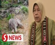 The Plantation Industries and Commodities Ministry said it will meet up with Sabah wildlife authorities to find out the reason for scores of elephant deaths in and around oil palm estates in the state.&#60;br/&#62;&#60;br/&#62;Read more at https://bit.ly/3HJ2MnV&#60;br/&#62;&#60;br/&#62;WATCH MORE: https://thestartv.com/c/news&#60;br/&#62;SUBSCRIBE: https://cutt.ly/TheStar&#60;br/&#62;LIKE: https://fb.com/TheStarOnline&#60;br/&#62;