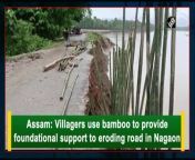 With the intention to save their road from being washed away due to erosion, the villagers in Nagaon came up with a smart idea to save the connecting road. &#60;br/&#62;&#60;br/&#62;The villagers were seen using bamboo to provide foundational support to the road in order to keep it safe. The flow of River Kopili is washing away parts of the road which will hamper the village connectivity to the urban cities. &#60;br/&#62;&#60;br/&#62;People were seen working with bamboos and a JCB machine to save the road from being eroded.