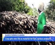 Farmers in Uganda are turning their attention to bamboo as a potential cash crop. The versatile plant is increasingly being grown as an alternative to other native plant species like eucalyptus.