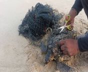 A beachgoer rescued a turtle that he found tangled in a discarded net in India.Chella, who was volunteering for another rescue mission, spotted the endangered sea turtle struggling to crawl out of the strings in Chennai on February 3.Footage shows Chella using a pair of scissors to cut the trash away from the marine creature&#39;s body, which was only slightly bigger than a football.He then carried the animal back to the shore, and it raced back to the sea safely.Almost all sea turtle species are classified as threatened, endangered, or critically endangered on the IUCN Red List of Threatened Species. This includes green, leatherback, hawksbill, Kemp&#39;s ridley, olive ridley, and loggerhead turtles