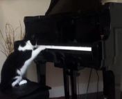 This cat is the next Beethoven! Or Bach...can&#39;t be sure! Check out this funny cat try to figure out what the heck is going on with this player piano!