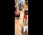 Funny Cat & Dog Video Of All Time New Video Of 2024 from swimwear gymnastics challenge