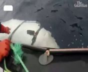 Marine specialists believe this white beluga whale filmed approaching fishing boats in Norway could have received military-grade training by the Russian navy.